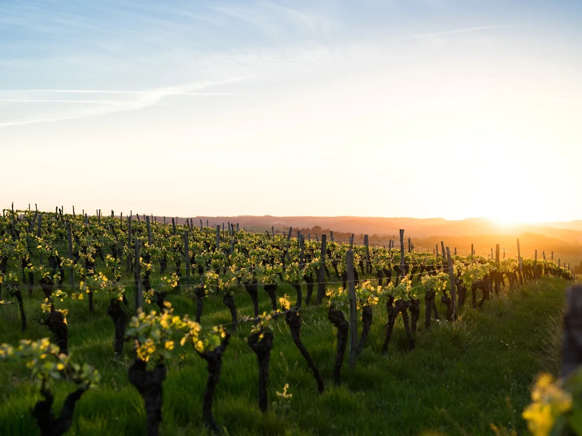 Vineyard rows on rolling hills at golden hour