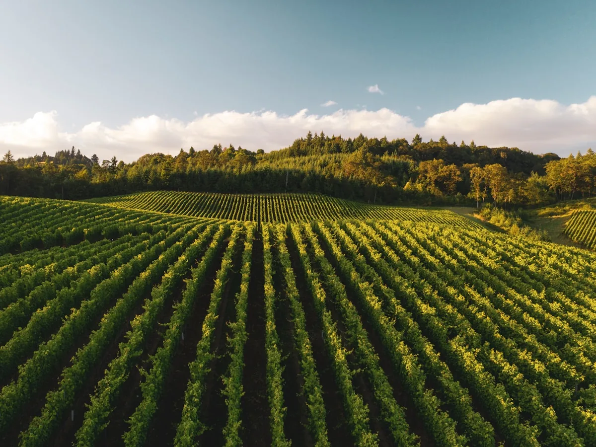 Rows of vines on rolling farmland in late summer